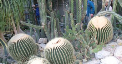Экскурсии в Никитский ботанический сад из Гаспры 2022